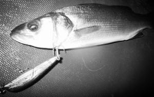 ea6390e996fb458ea26ae9043b476303