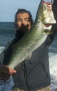 bluefish