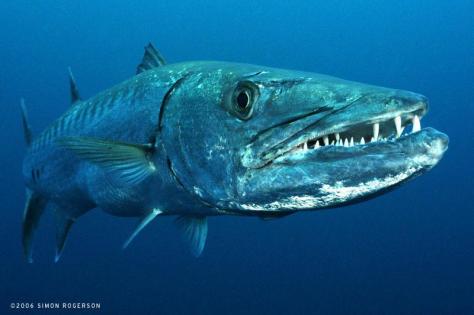 barracuda