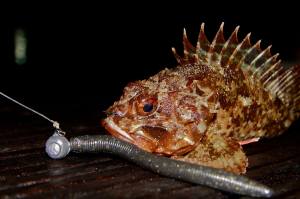 1403429_218869731618100_898631330_o