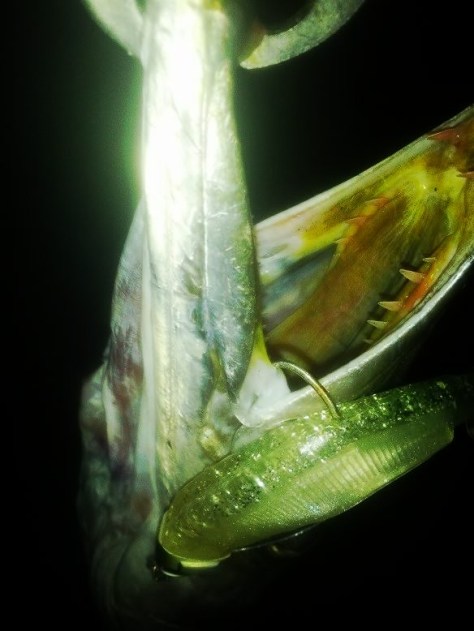 37e44cd62f0d47a98997a7052082d602