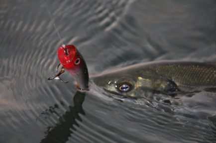 11147937_1581644645416625_1972071233_o